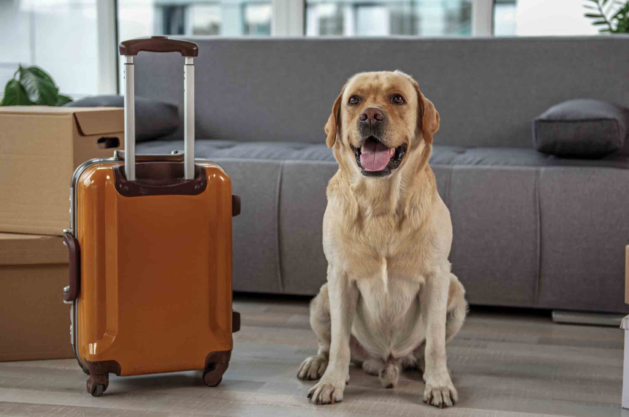 travel with your pet to europe