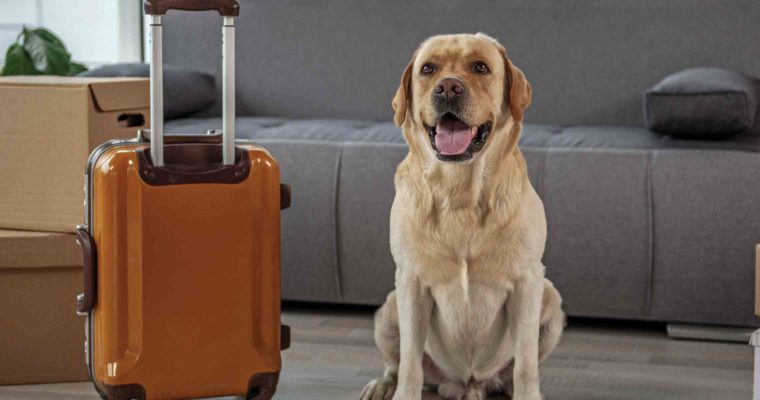 A Brief Guide for Traveling With Your Pet Internationally