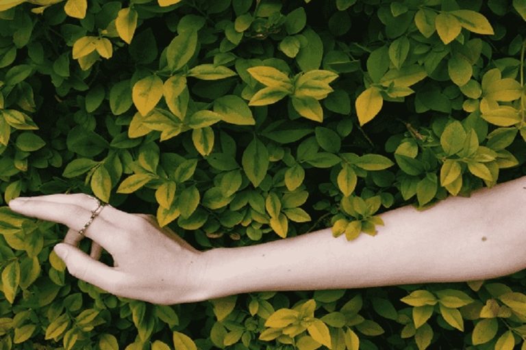5 Plants That Are Best For Making Your Skin Healthy and Glowing Sahil