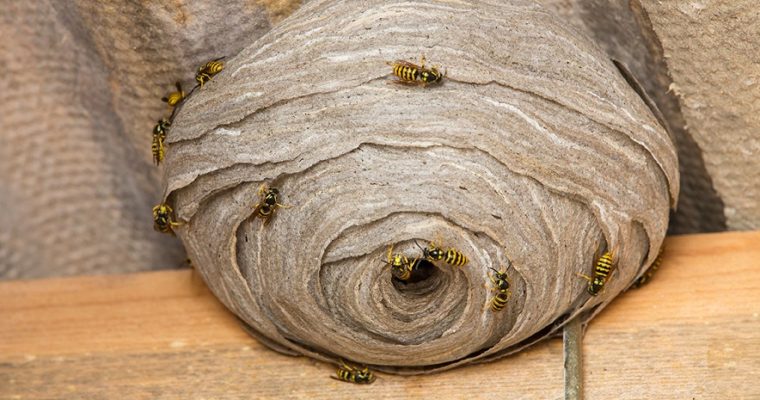 Get Rid of Wasps Nest