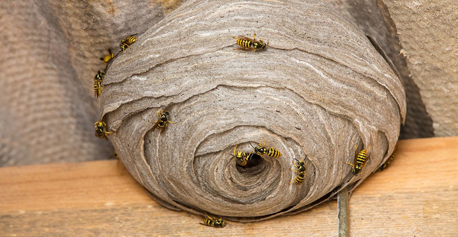 Get Rid of Wasps Nest