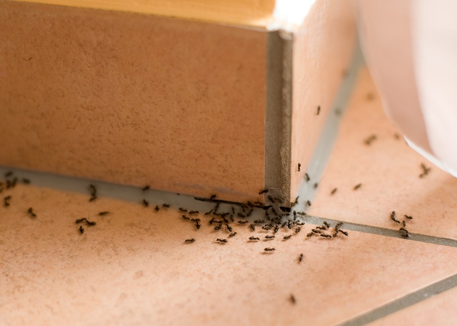 No More Ants in the House: 5 Tricks to Do That