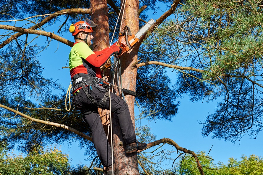 4 Important Tree Removal Facts That You Must Know