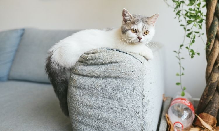 7 Products List You Must-Have if You Have a Cat Pet at Your Home