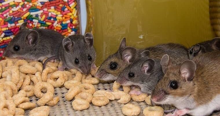 Fast Facts to Know about Mice Control in Mississauga