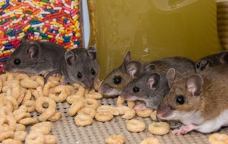 Fast Facts to Know about Mice Control in Mississauga