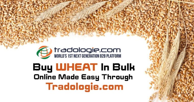 Buy Wheat in Bulk Online Made Easy Through Tradologie.com