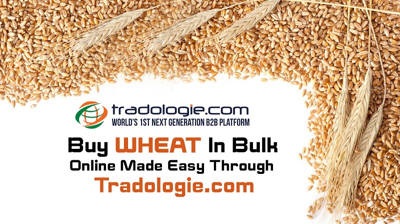 Buy Wheat in Bulk Online Made Easy Through Tradologie.com