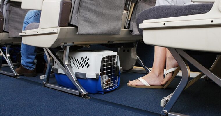 Ground Or Air Travel: Which Is Better For Your Pet?