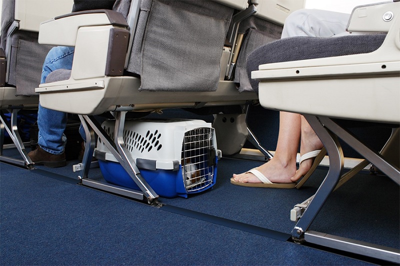 Ground Or Air Travel: Which Is Better For Your Pet?