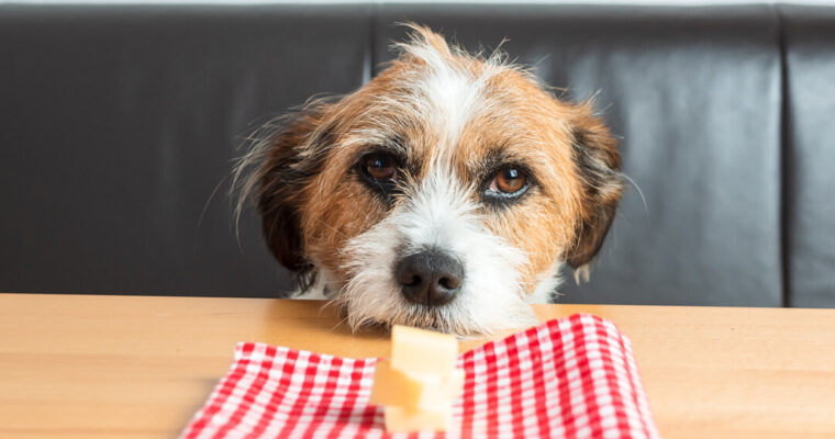 Can Dogs Eat Brie Cheese