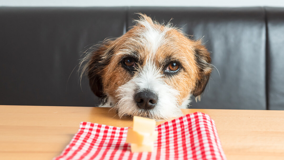 Can Dogs Eat Brie Cheese