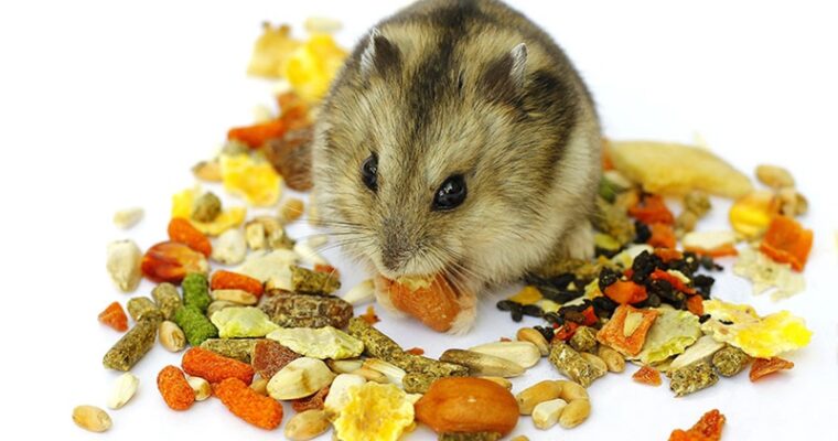 Hamster Food: What are Your Favorite Treats?