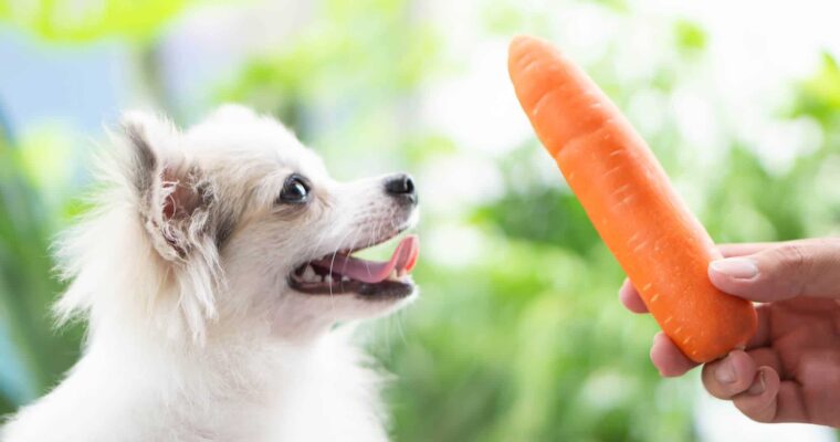 Top 5 Vegetables for a Healthy Dog