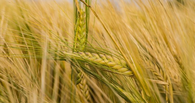 Health Facts of Barley Grass that you Need To Know