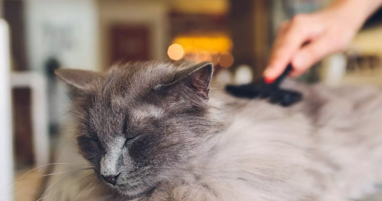 The 7 Main Reasons Why Cats Lose Their Hair