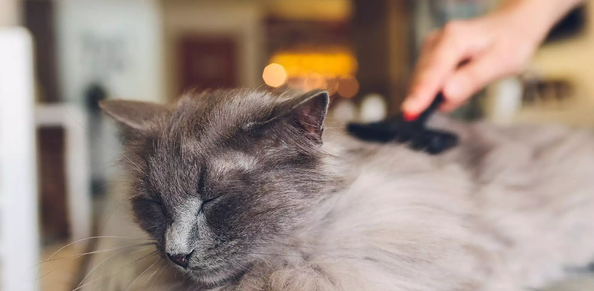 The 7 Main Reasons Why Cats Lose Their Hair