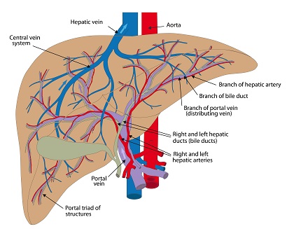 Liver Cancer Treatment: What is Chemoembolization?