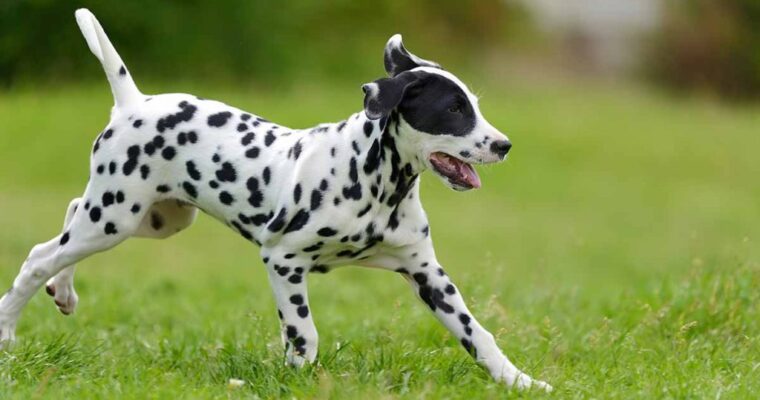 Adopting a Dalmatian Rat Terrier Mix Everything, You Need to Know