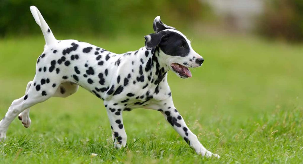 Adopting a Dalmatian Rat Terrier Mix Everything, You Need to Know