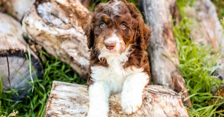 Aussie doodle for sale Chicago that are Ideal for first-time Owners!