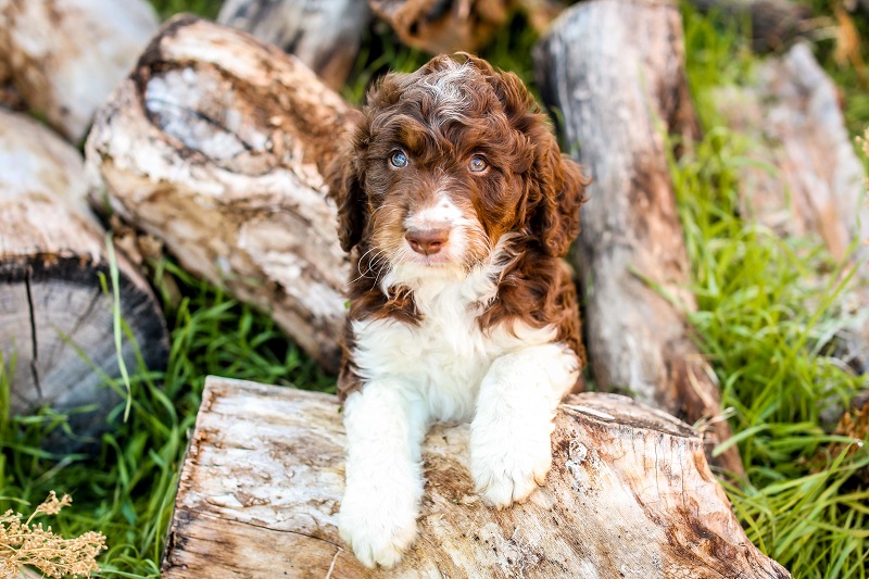 Aussie doodle for sale Chicago that are Ideal for first-time Owners!