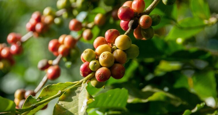 Green Coffee Bean Cupping: Guide for Coffee Beans Wholesale Suppliers