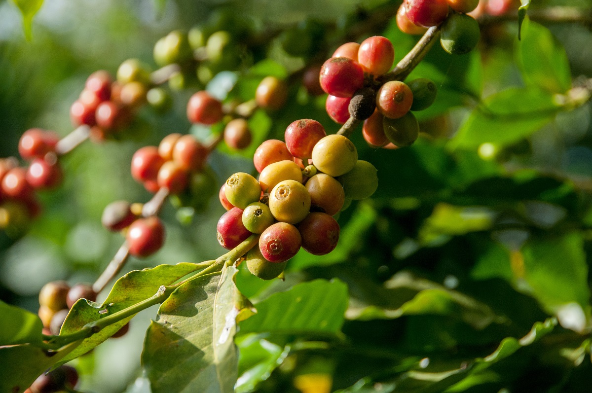 Green Coffee Bean Cupping: Guide for Coffee Beans Wholesale Suppliers