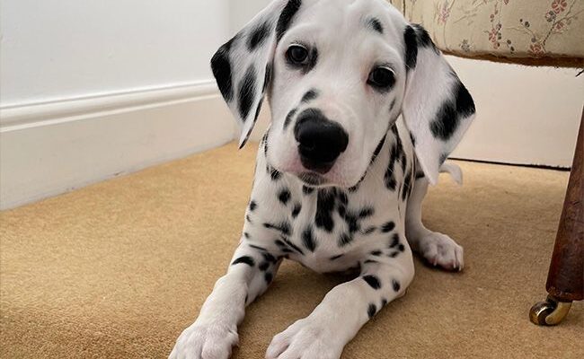 Here Are 6 Amusing Facts About Dalmatians That Are Sure To Put A Smile On Your Face