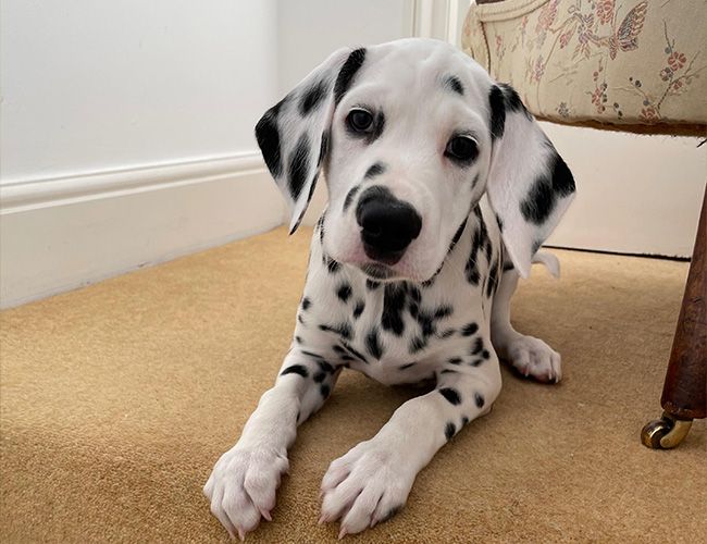 Here Are 6 Amusing Facts About Dalmatians That Are Sure To Put A Smile On Your Face