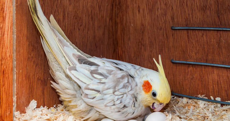 African Grey Parrots’ Food