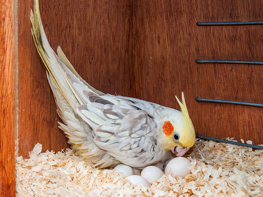 African Grey Parrots’ Food