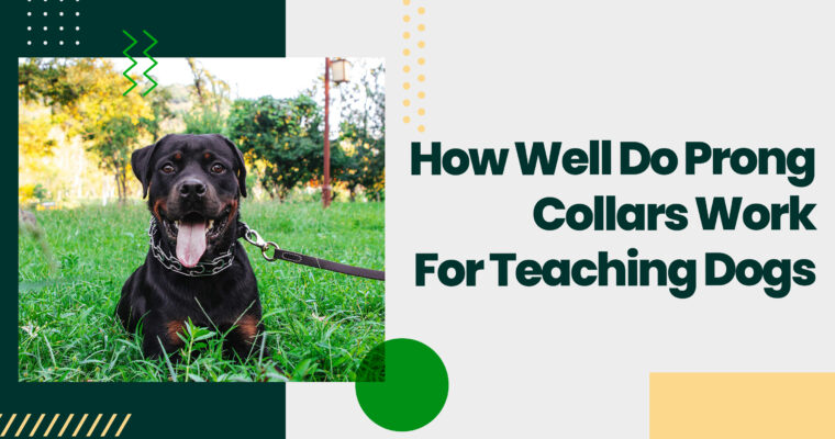 How Well Do Prong Collars Work For Teaching Dogs?