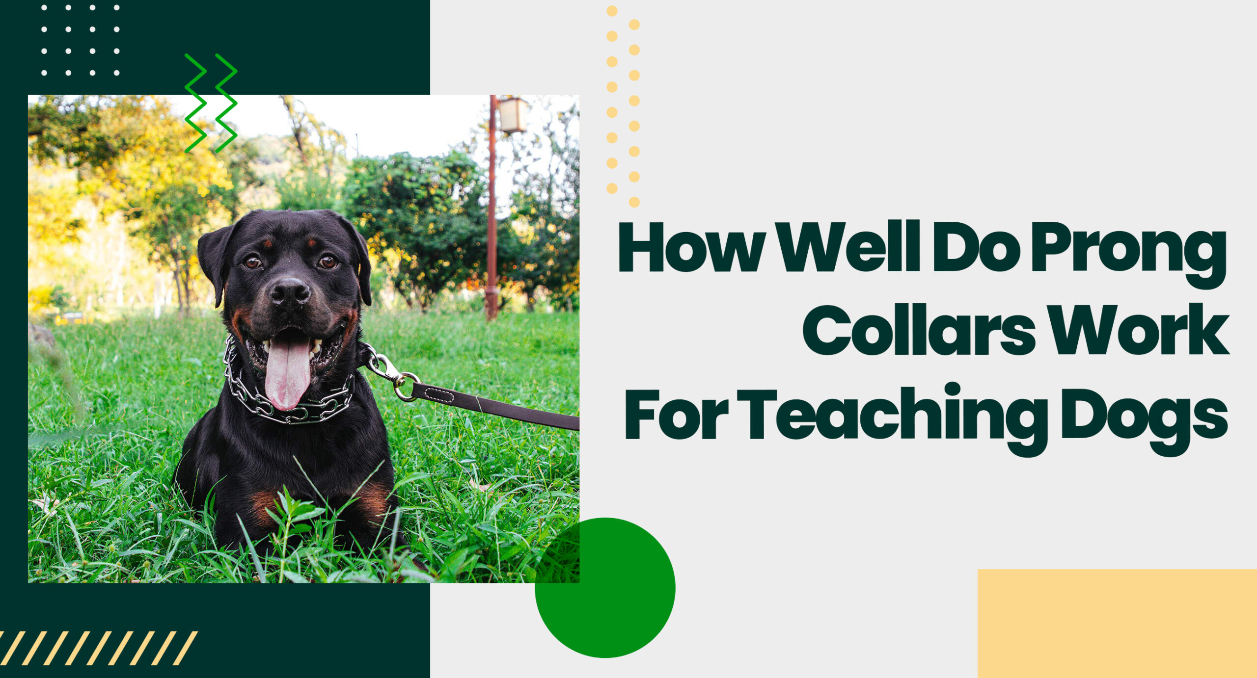 How Well Do Prong Collars Work For Teaching Dogs?